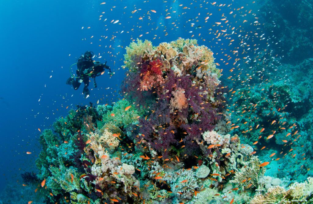 Ras Mohamed Reserve under the sea